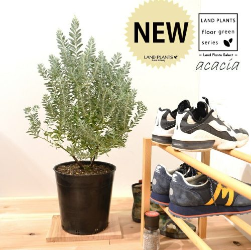 LAND PLANTS アカシアブルーブッシュ