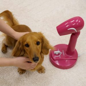 犬用ドライヤーのおすすめ15選。愛犬が怖がりにくい静音モデルもご紹介
