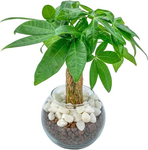 ミィパス(miipas) パキラ ハイドロカルチャー