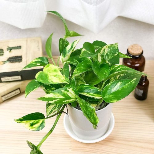 プランチュ(planchu) 観葉植物 ポトス ゴールデン 4号鉢