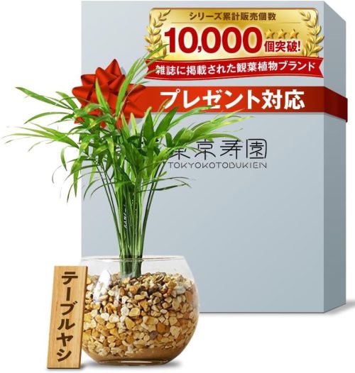 東京寿園 テーブルヤシ ハイドロカルチャー