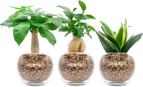 GREEN PLACE 観葉植物 3点セット