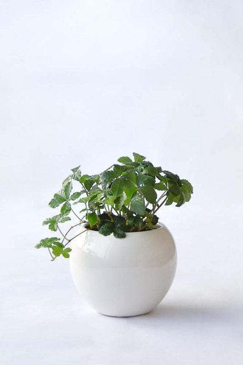 彩植健美 ミニ観葉植物