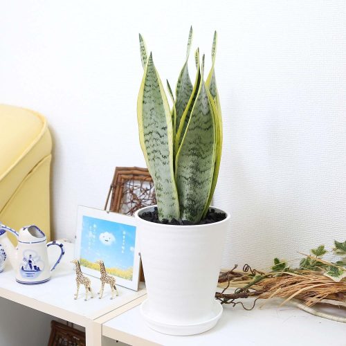 ブルーミングスケープ サンスベリア 5号