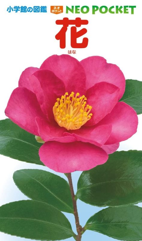 小学館 小学館の図鑑NEO POCKET 花