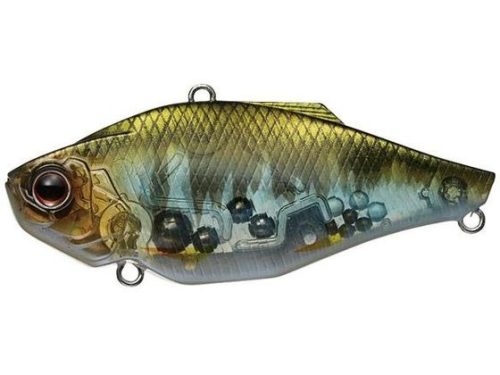 エバーグリーン(EVERGREEN) ジータ