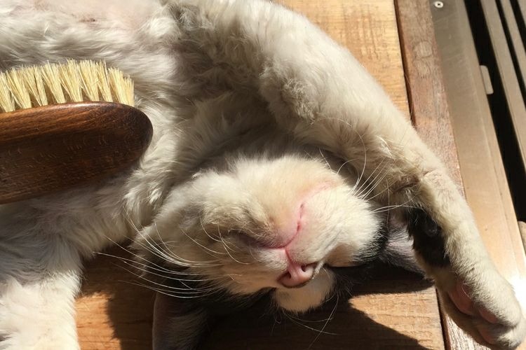 猫用品のイメージ