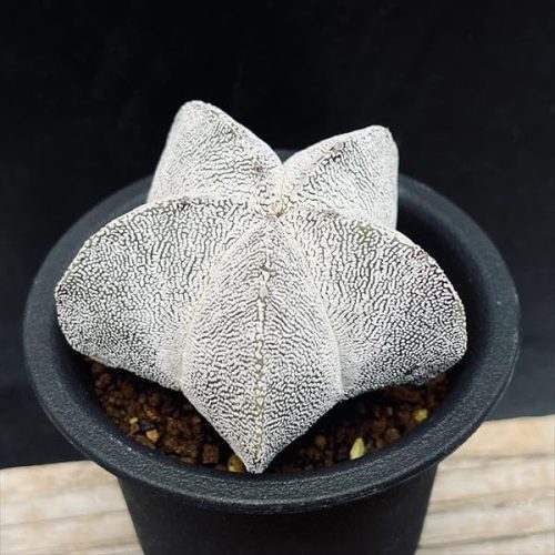 遊恵盆栽 恩塚鸞鳳玉