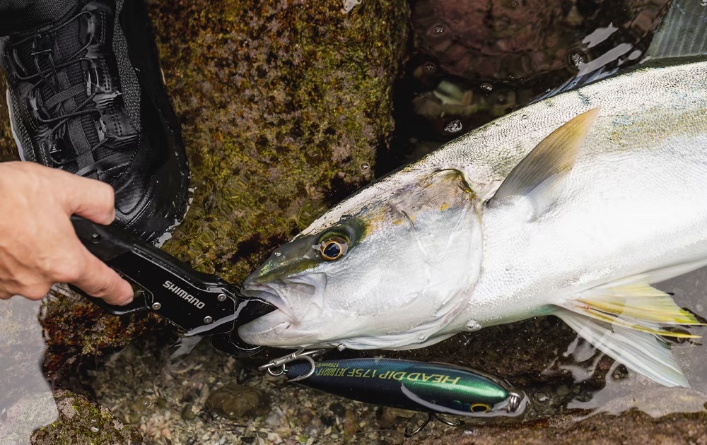 2025年版】フィッシュグリップのおすすめ42選。フィッシュホルダーもご紹介