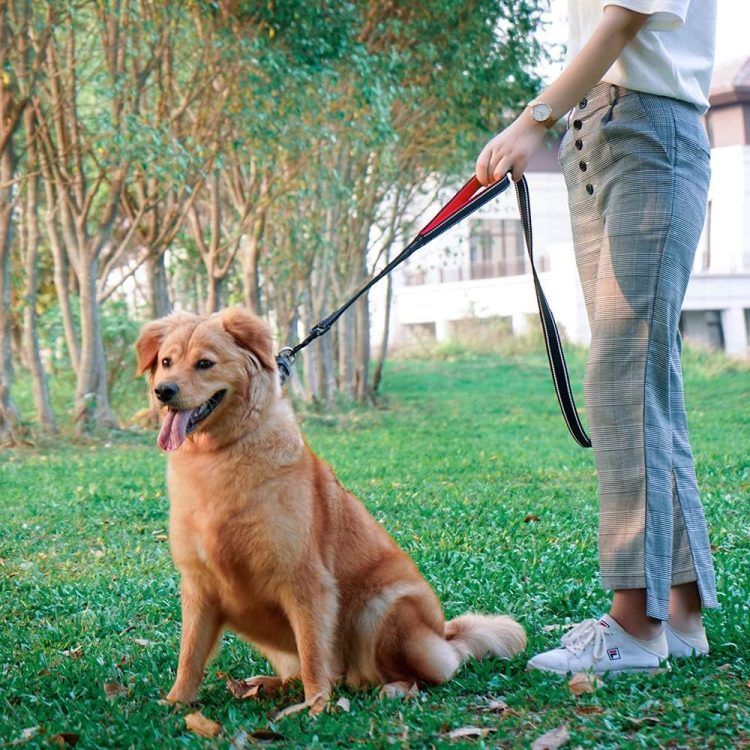犬用品のイメージ