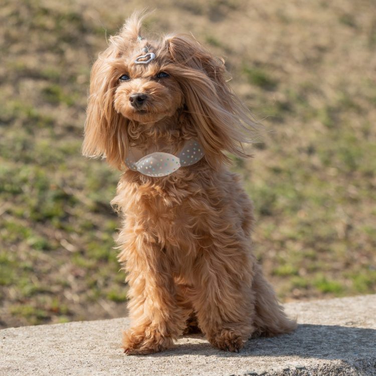 犬用品のイメージ