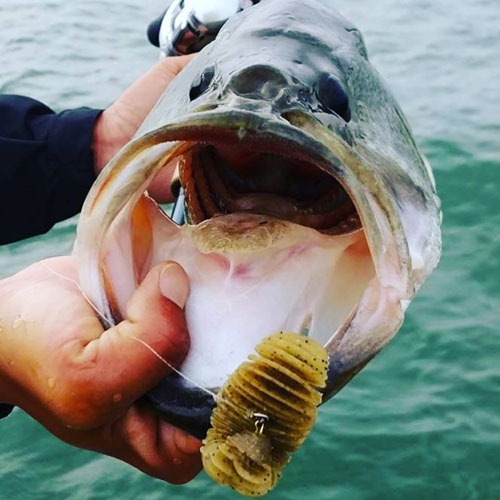 釣りのイメージ
