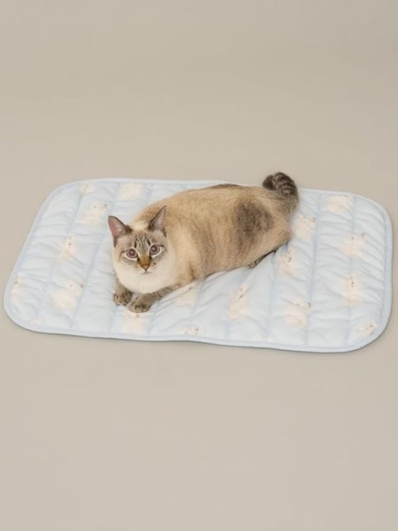 猫用品のイメージ