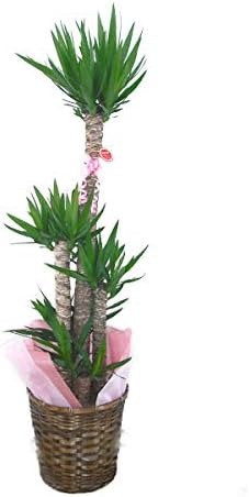 スズキラン園 ユッカ・エレファンティペス 10号 yucca-10