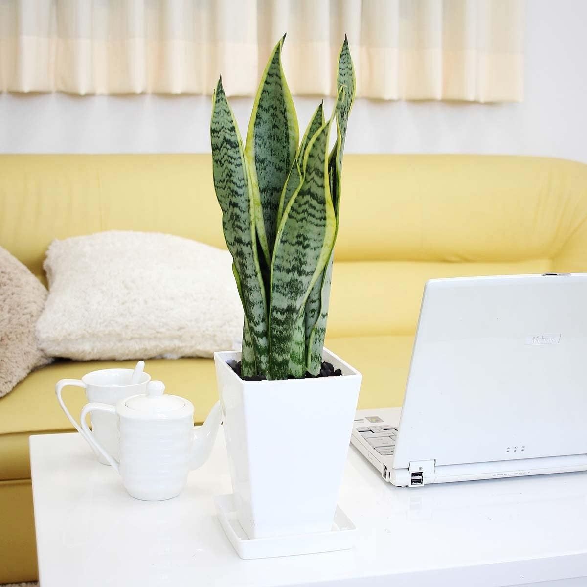 観葉植物のおすすめ29選。インテリアに馴染むおしゃれなモノもご紹介