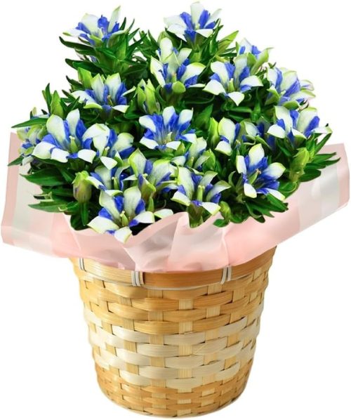 フラワーマーケット花由 りんどう 5号 鉢植え