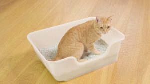 猫用トイレのおすすめ12選。インテリアになじみやすいおしゃれなモノもラインナップ