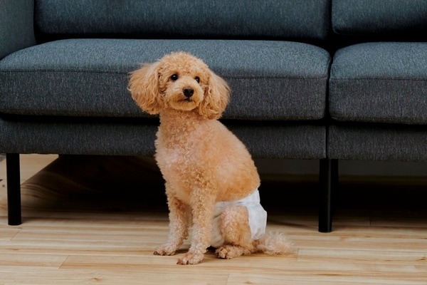 犬用品のイメージ