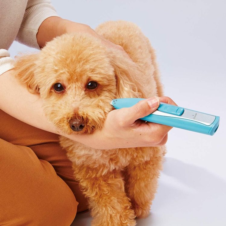 犬用品のイメージ