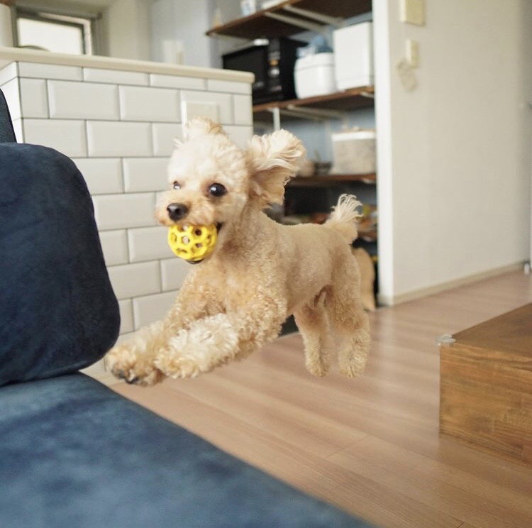 犬用品のイメージ