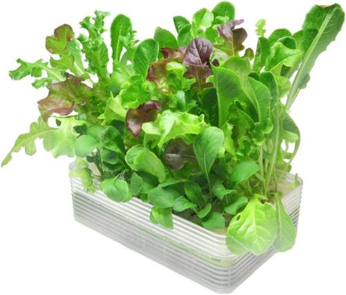リビングファーム(Living Farm) ミニ水耕菜園キットBM ベビーレタス・ミックス LFS-329