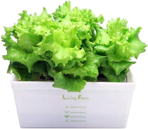 リビングファーム(Living Farm) リーフレタス 水耕栽培 育苗・育成ココベジキット 種子付き LFS-021