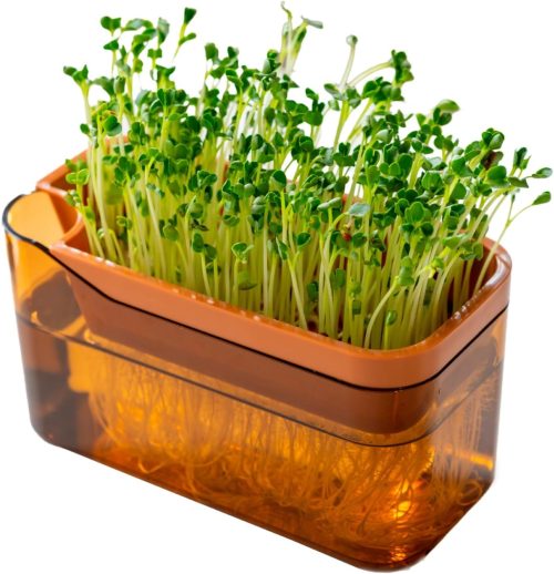 オカ(OKA) PLYS ベジマジ そだてる