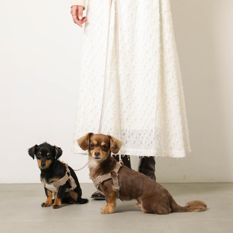 犬用品のイメージ