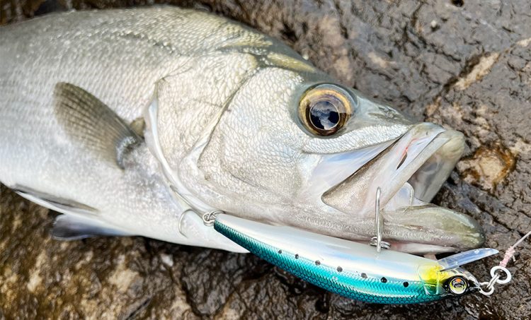 釣りのイメージ