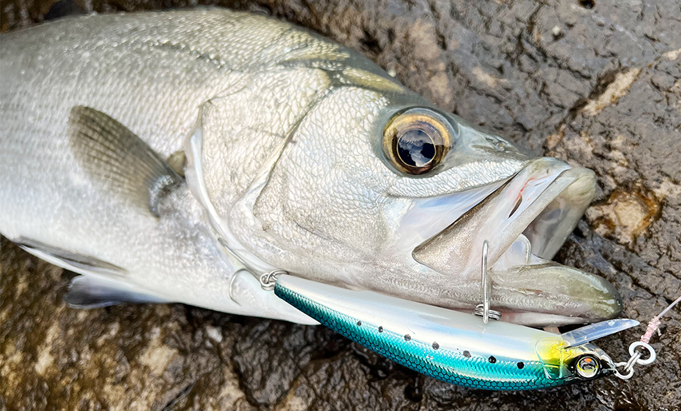 ジャークベイトのおすすめ20選。バス向けとシーバス向けに分けてご紹介