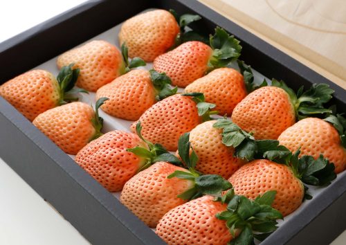 はちまるはち 減農薬 愛媛産 淡雪 白いちご