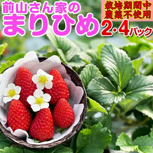前山さん農園 ボクのイチゴ 前山さん家のまりひめ
