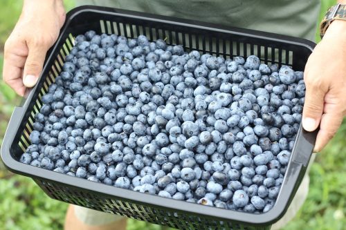 北海道地元市場 冷凍ブルーベリー