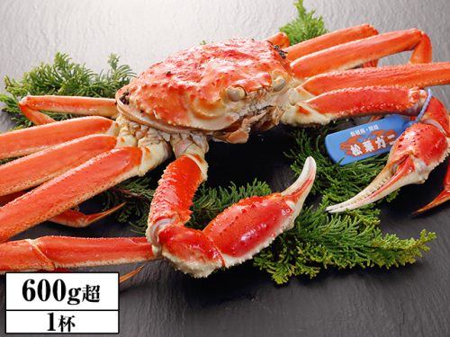 カニ本舗 境港厳選大型サイズ 浜茹で松葉ガニ1杯 600g超 ブランドタグ付き