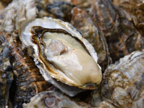 厚岸漁業協同組合直エー売店ウロコ 北海道厚岸産マルえもん