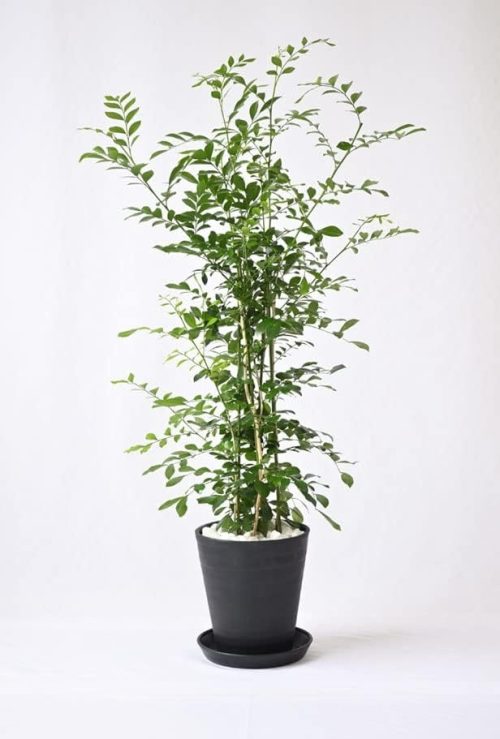 観葉植物の専門店 彩植健美 シルクジャスミン ゲッキツ 7号 セラアート鉢