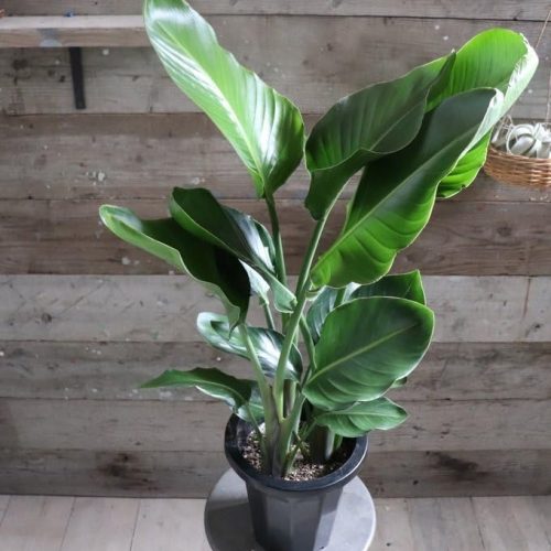 パリジェンヌ17 ストレチア 極楽鳥花