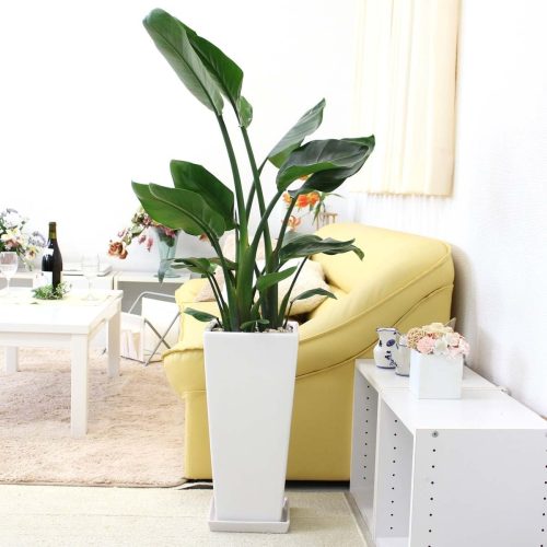 ブルーミングスケープ オーガスタ 9号