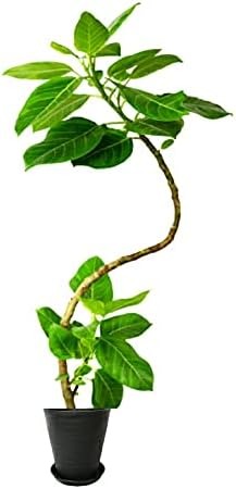 puriza 白石付き フィカス アルテシマ 曲がり 8号鉢 永遠の幸せ