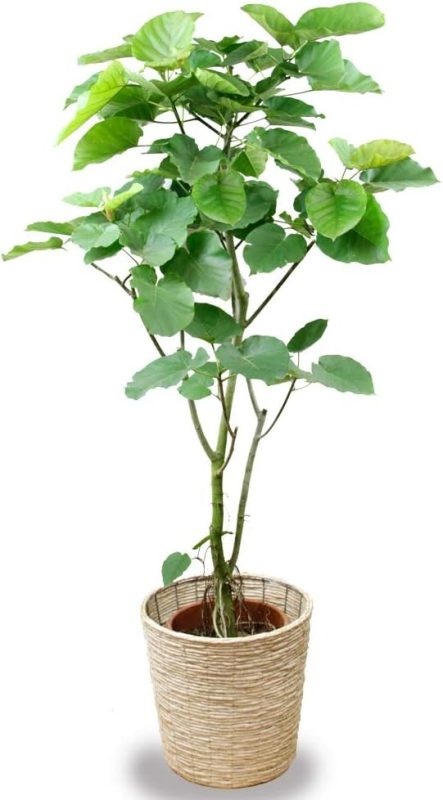 カワナミプランテーション ウンベラータ 10号