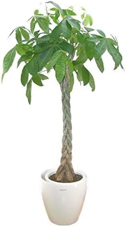 渥美洋らんセンタースズキラン園 パキラ 10号鉢