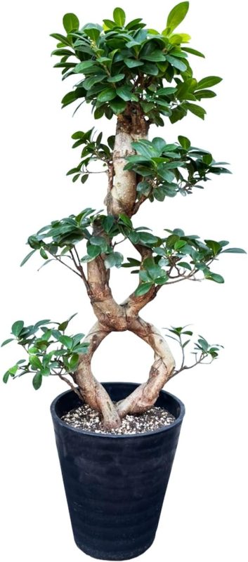 花のギフト社 ガジュマル 8の字