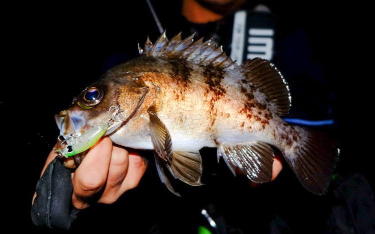 釣りのイメージ