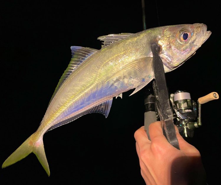 ラインのイメージ