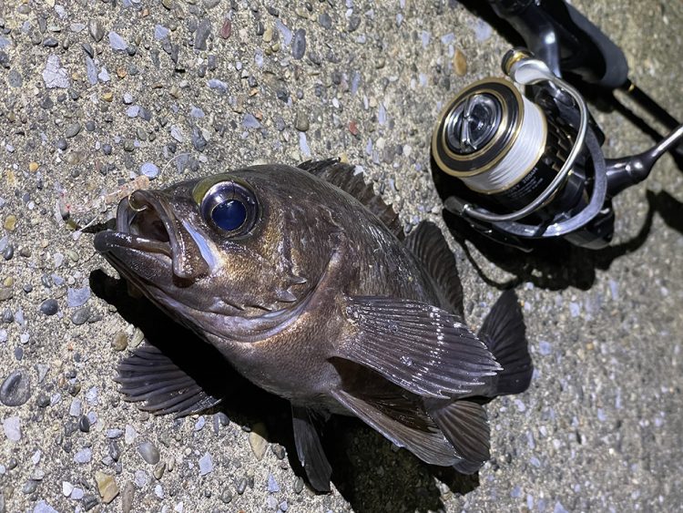 ラインのイメージ