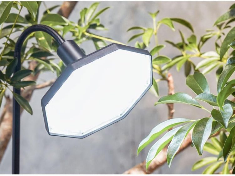 植物のイメージ