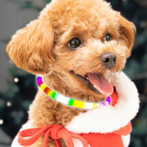 Nextオンライン 光る首輪