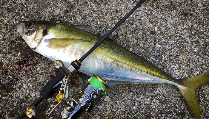 ラインのイメージ