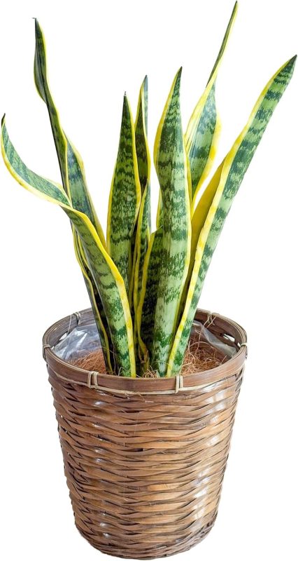 miipas サンスベリア 7号鉢