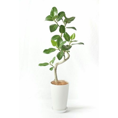 観葉植物の専門店 彩植健美 ベンガルボダイジュ 曲がり樹形 7号プラ鉢ロングポット